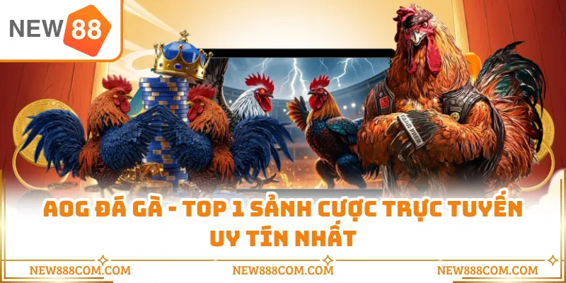 AOG Đá Gà - Top 1 Sảnh Cược Trực Tuyến Uy Tín Nhất