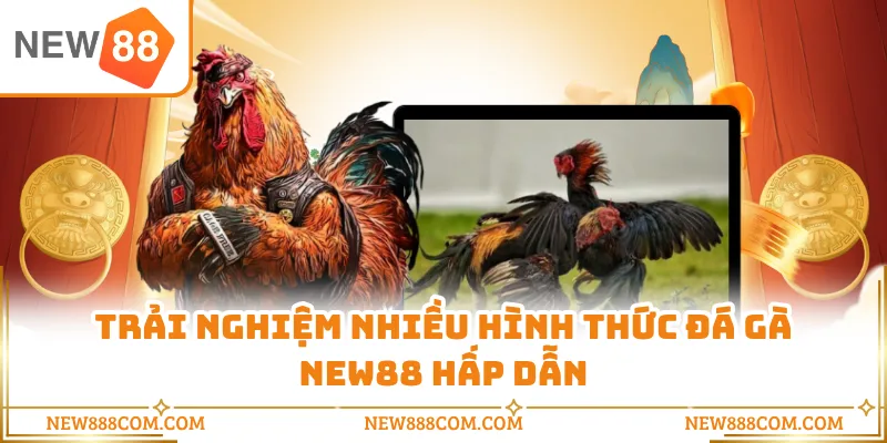 Trải nghiệm nhiều hình thức đá gà NEW88 hấp dẫn